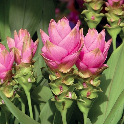 CURCUMA - olio essenziale 100%