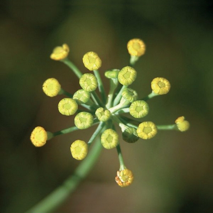 FINOCCHIO - olio essenziale 100%