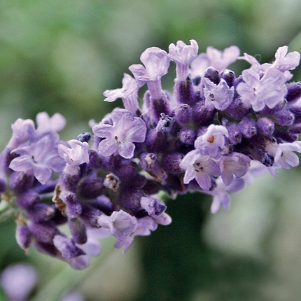 LAVANDA VERA - olio essenziale 100%