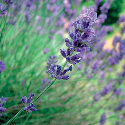 LAVANDA SPICA - olio essenziale 100%