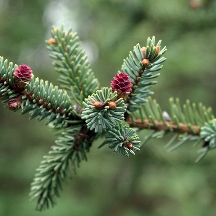 PICEA MARIANA - olio essenziale 100%