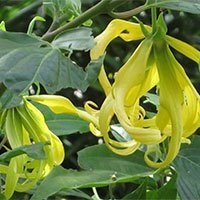 YLANG YLANG - olio essenziale 100%