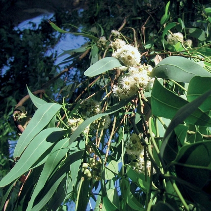 EUCALIPTO CITRIODORA - olio essenziale 100%