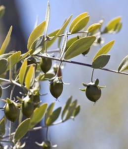 OLIO DI JOJOBA - Olio Vegetale